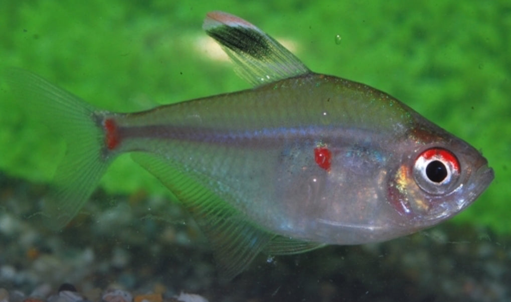 Lesser bleeding heart tetra - Hyphessobrycon socolofi 4-5cm