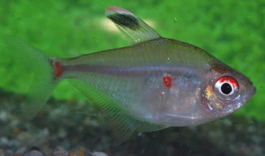Lesser bleeding heart tetra - Hyphessobrycon socolofi 4-5cm
