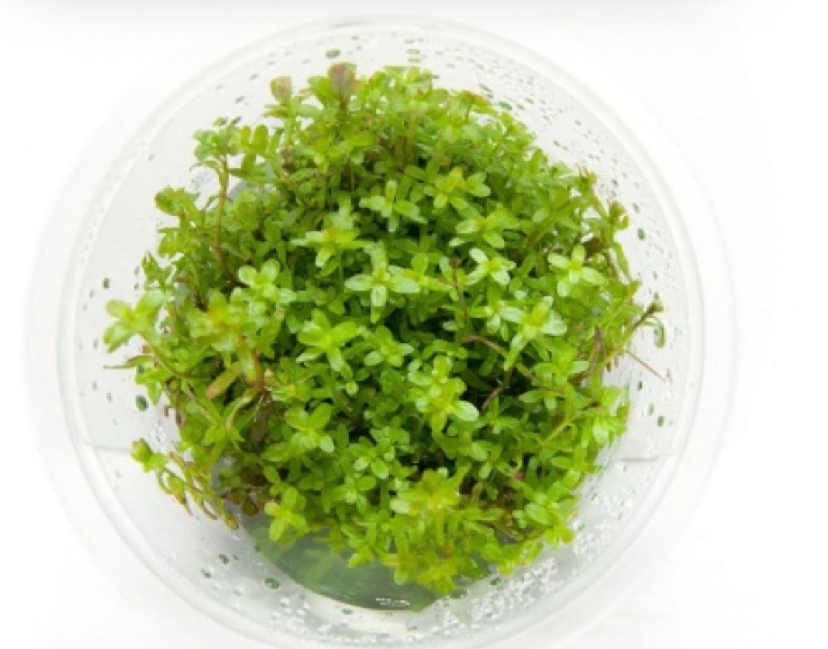 Rotala Yao yai in vitro