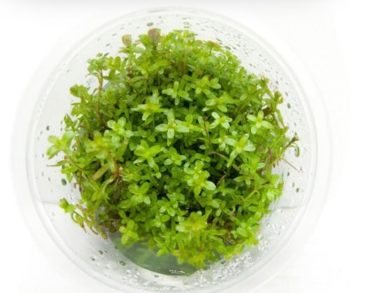 Rotala Yao yai in vitro
