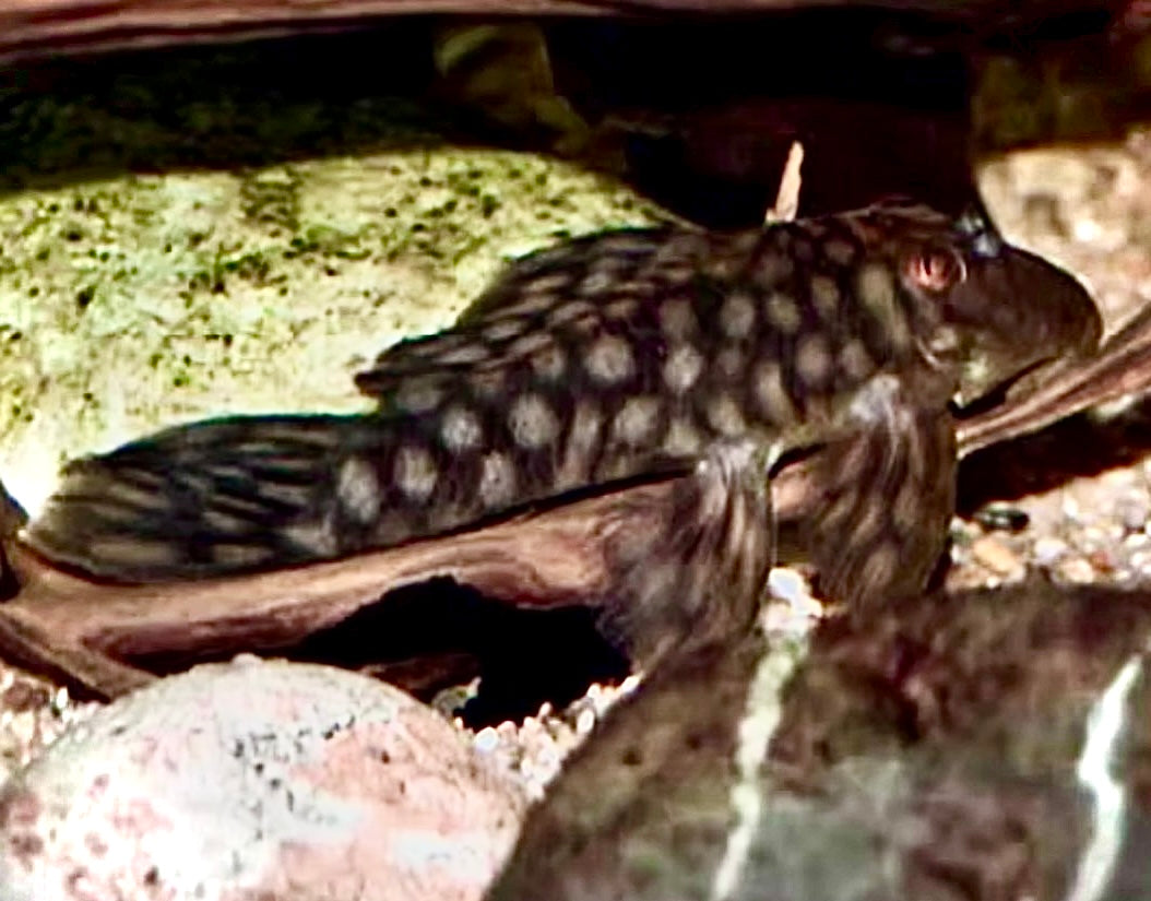 L020 Spectracanthicus zuanoni - polka dot Pleco 8cm wild