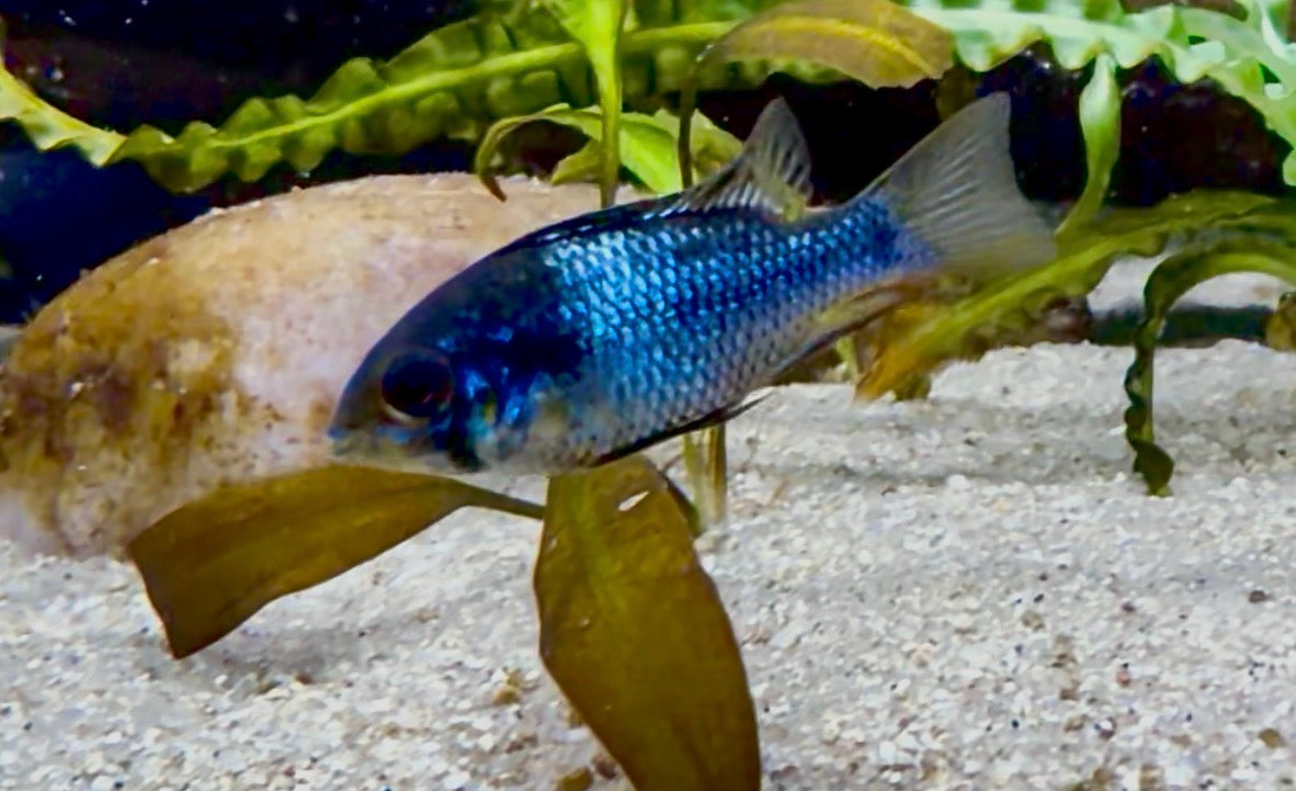 Metallic blue knight ram long fin pair
