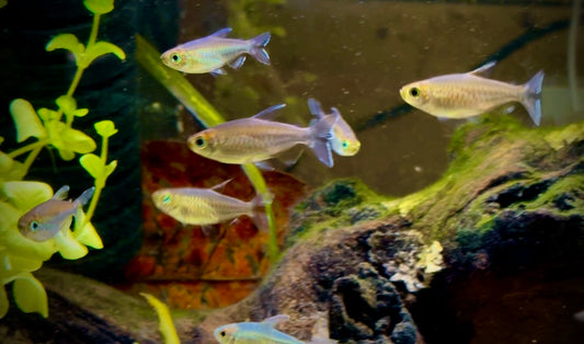Congo tetra - phenacogrammus interruptus 4-5cm