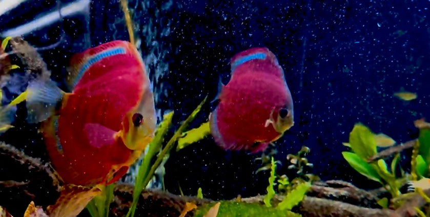 Red cover blue rim discus - S. aequifasciatus red cover blue rim 7cm