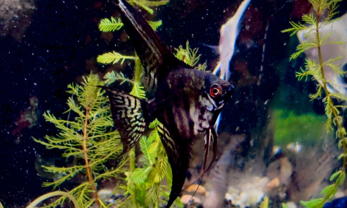 Green pinoy wide fin angel fish 4cm - P. Scalare green pinoy wide fin