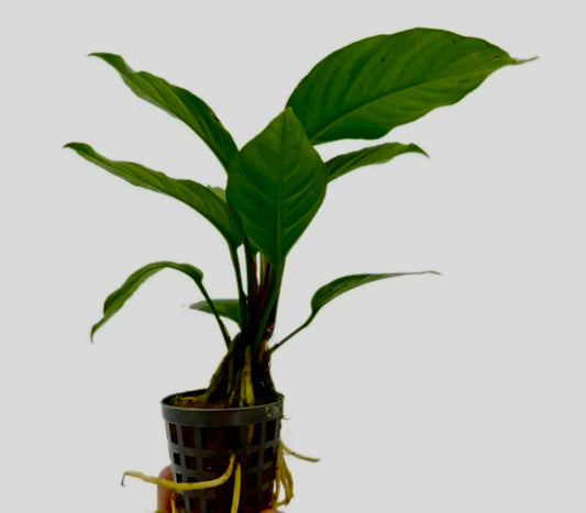 Anubias heterophylla