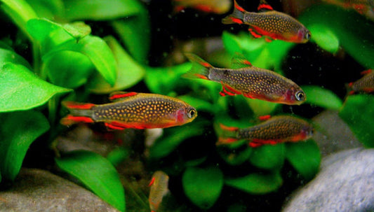 Galaxy Rasbora - Celestial pearl danio - Danio margaritatus