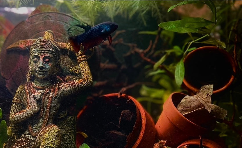 Betta smaringdina green male 5cm