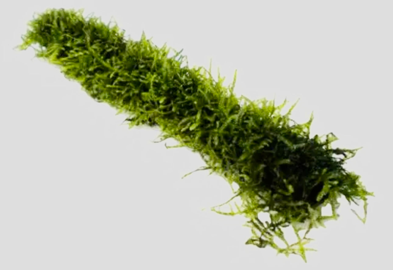 20cm bamboo stick covered with Java moss