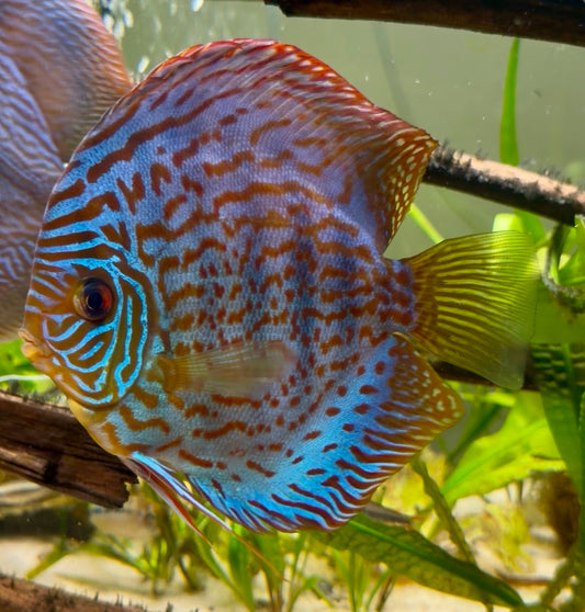Leopard mosaic discus - S. aequifasciatus leopard mosaic 12cm
