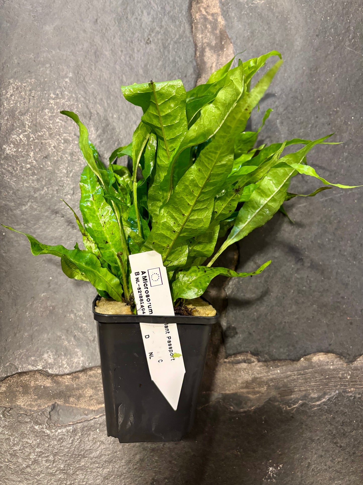 Microsorum (Java fern) motherplant XL potted
