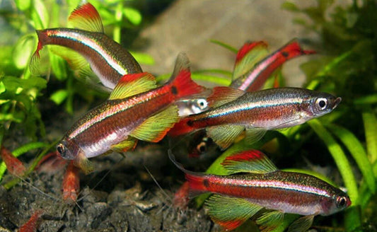 Longfin white cloud minnow - Tanichthys Albonubes Longfin 2cm