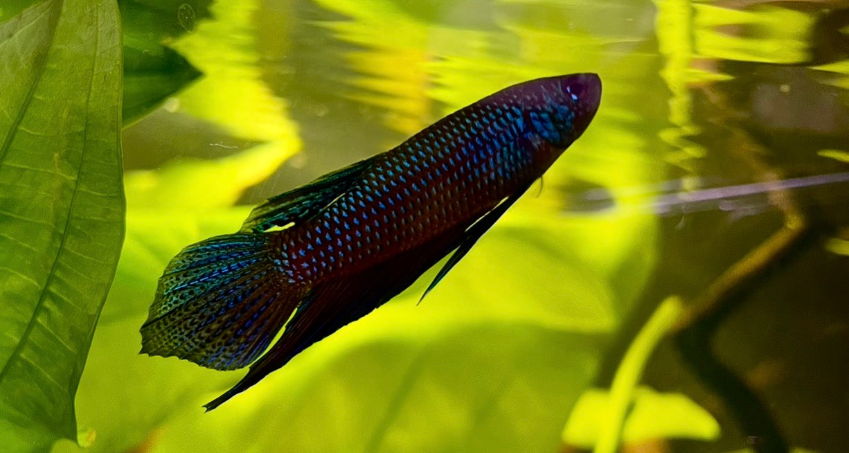 Betta smaringdina guitar male 5cm