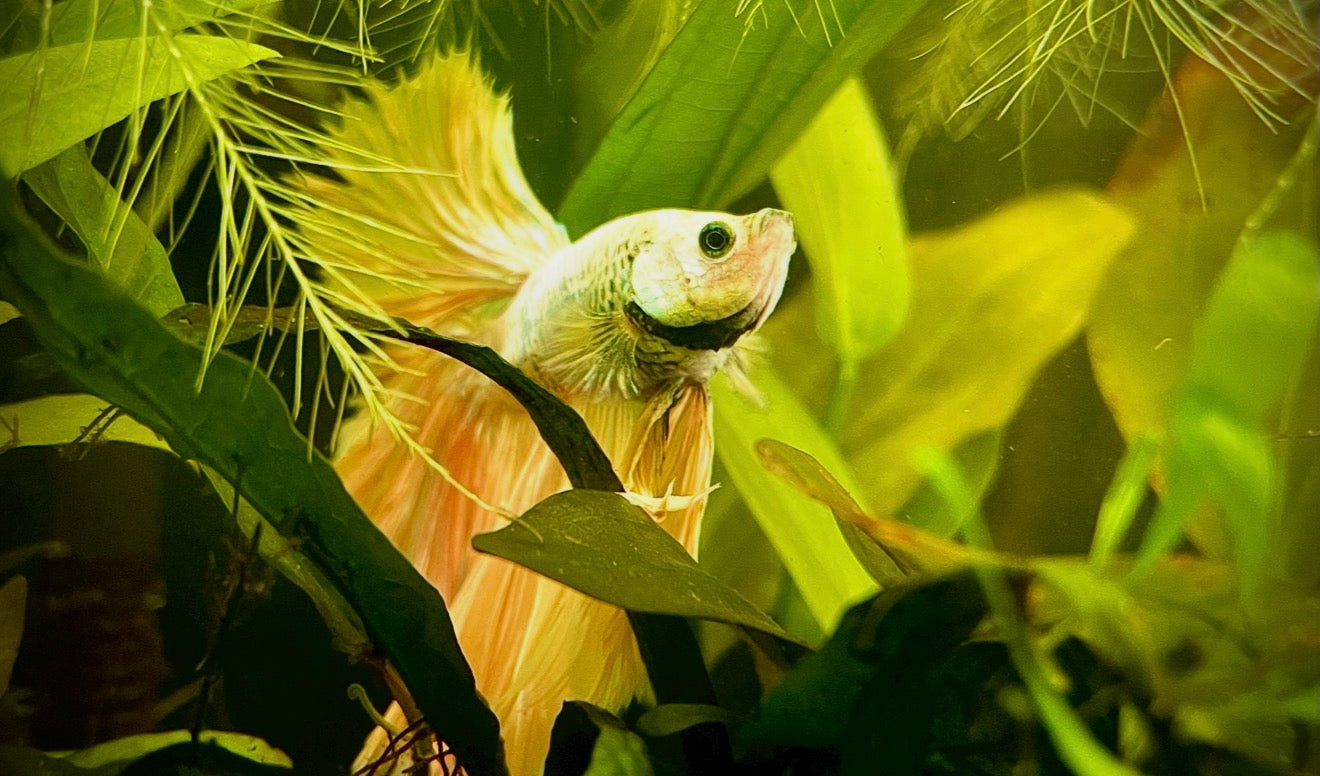 Betta Alien yellow samurai super delta male 6cm
