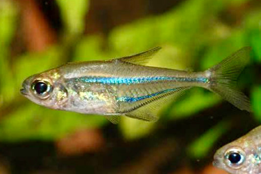 Blue flash glass tetra - heterocharax vigilatus 3cm group of 9