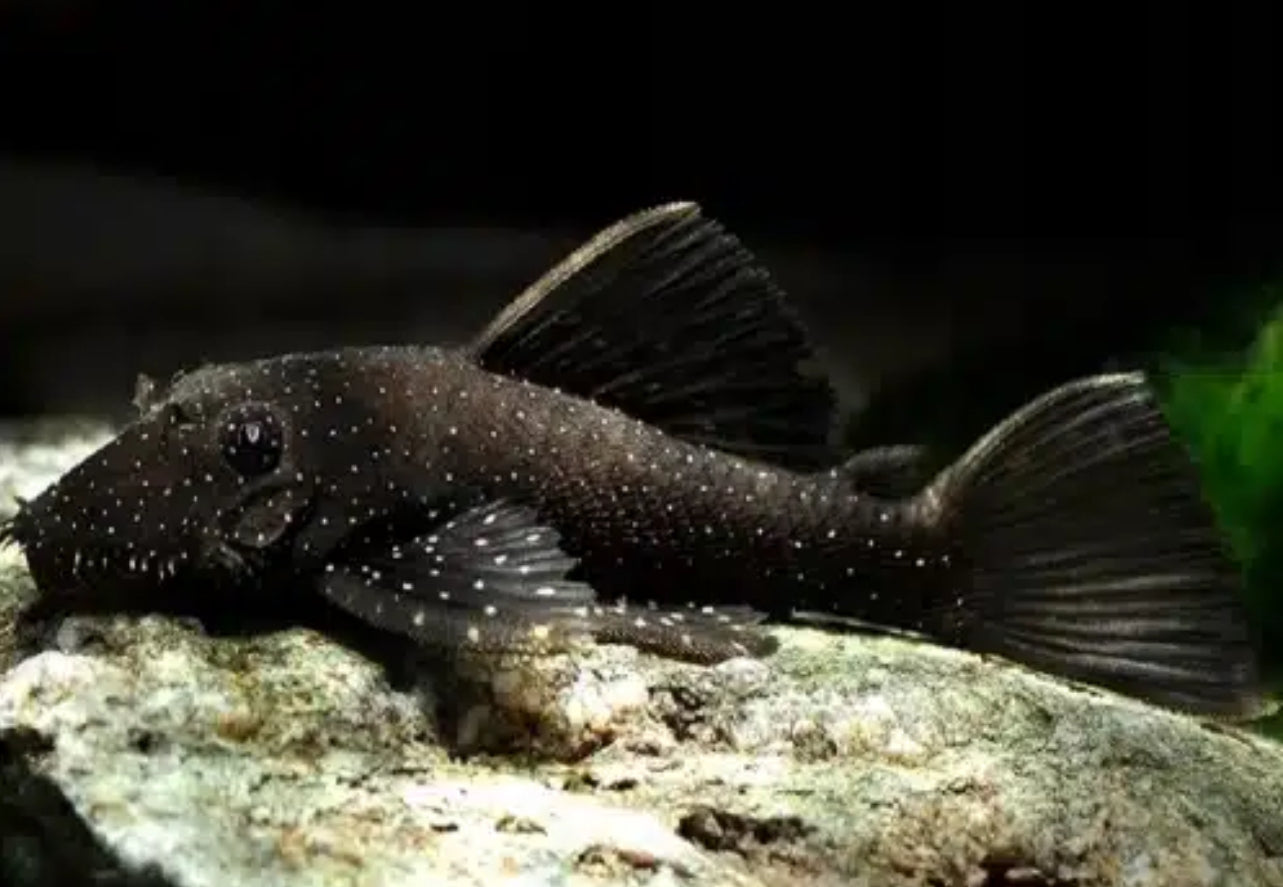 L59 - Ancistrus Hoplogenys 5cm