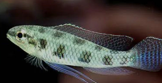 Dicrossus maculatas - checkerboard cichlid 2cm