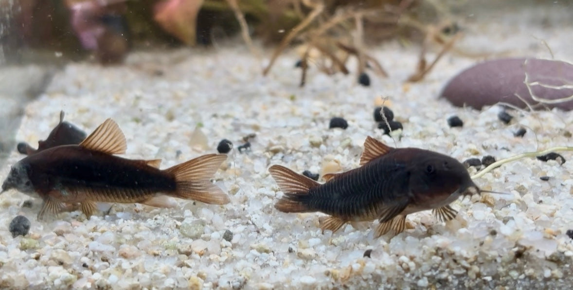 Black venezualan corydoras - Osteogaster schultzei 3cm