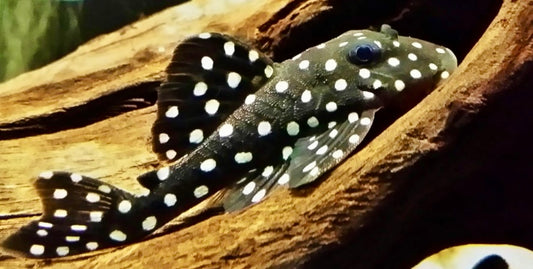L102 snowball Pleco - hypancistrus inspector