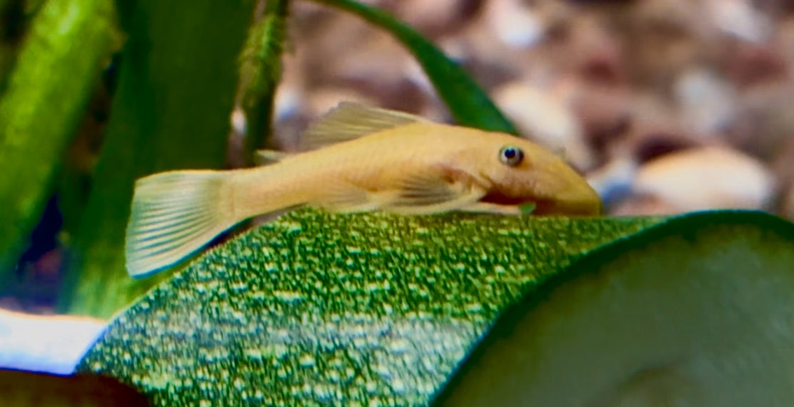 Ancistrus Lemon blue eye short fin 4cm