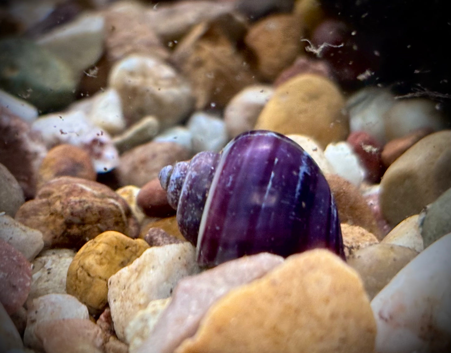Purple mystery snails - Pomacea diffusa 'purple'