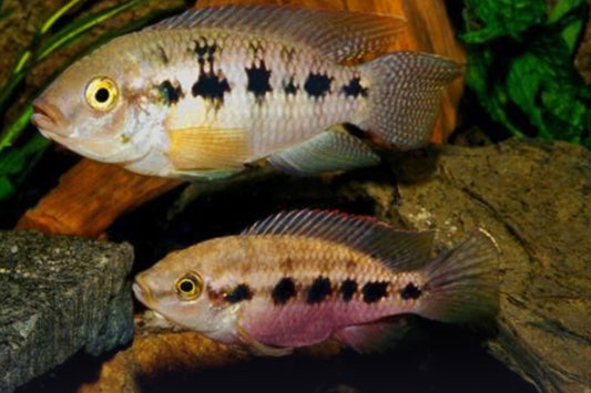 Five spot cichlid - Thsochromis ansorgii 6-7cm