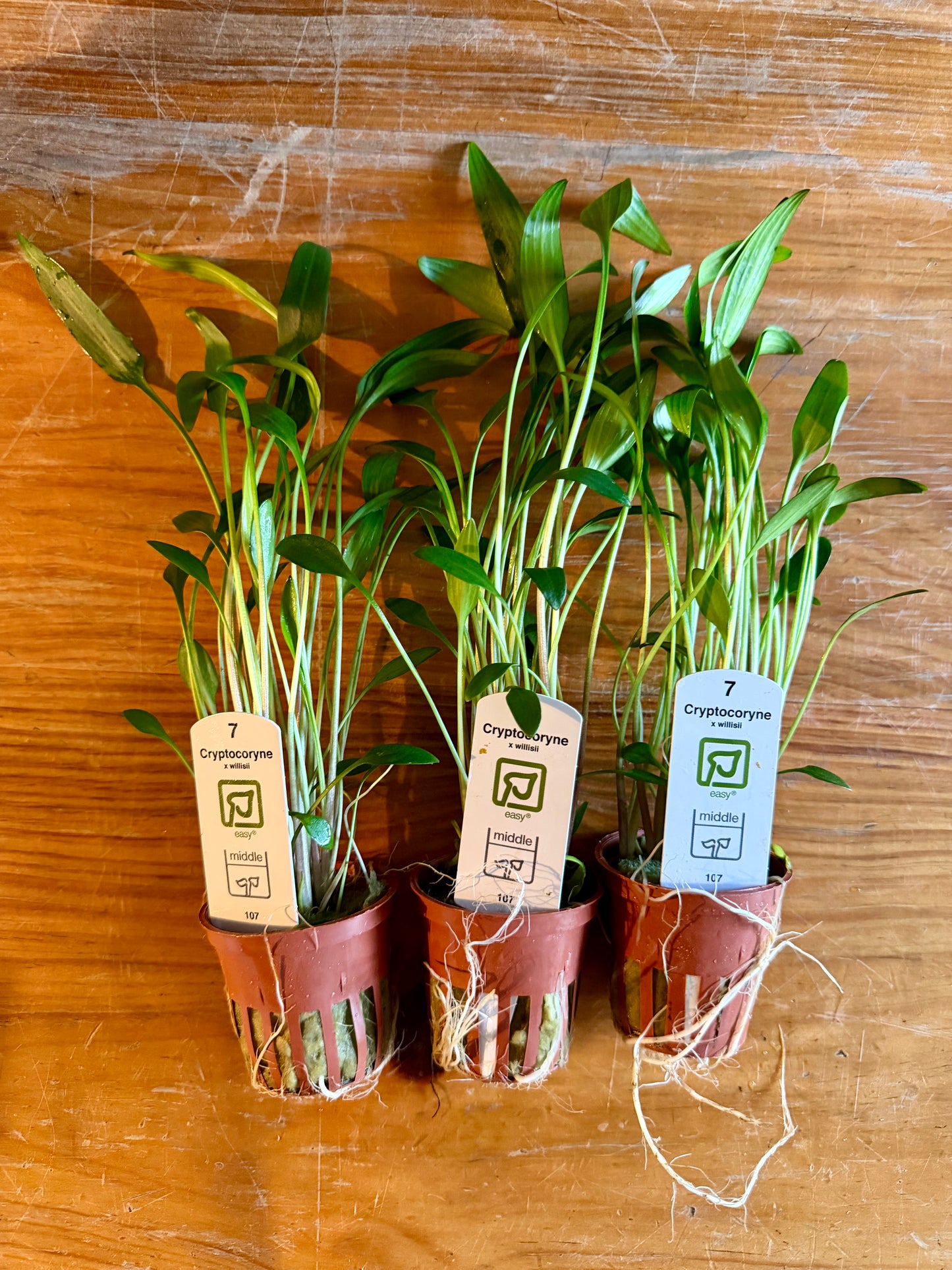Cryptocoryne x willissii potted