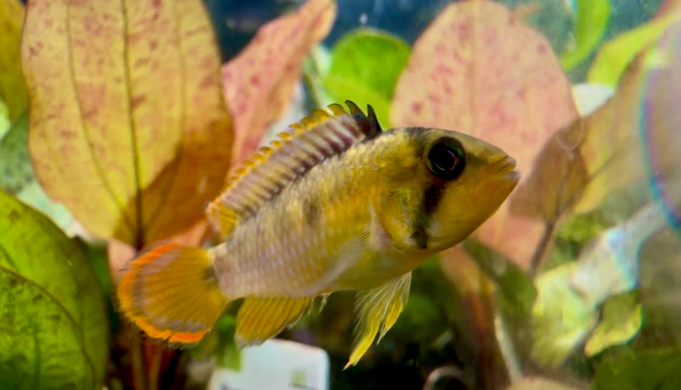 Apistogramma nijssensi 3cm male and female pair