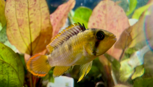 Apistogramma nijssensi 3cm male and female pair