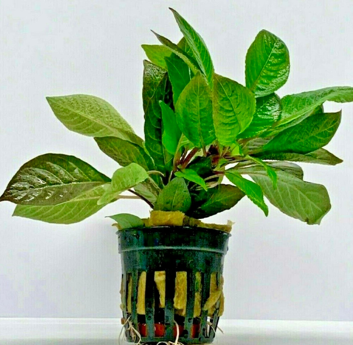 Hygrophila corymbosa potted