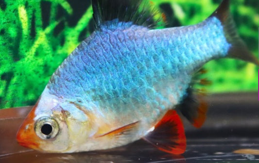 Tiger cobalt barb - Puntigrus tetrazona 'Cobalt'