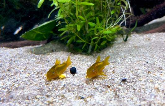 Gold laser corydora - Osteogaster CW010