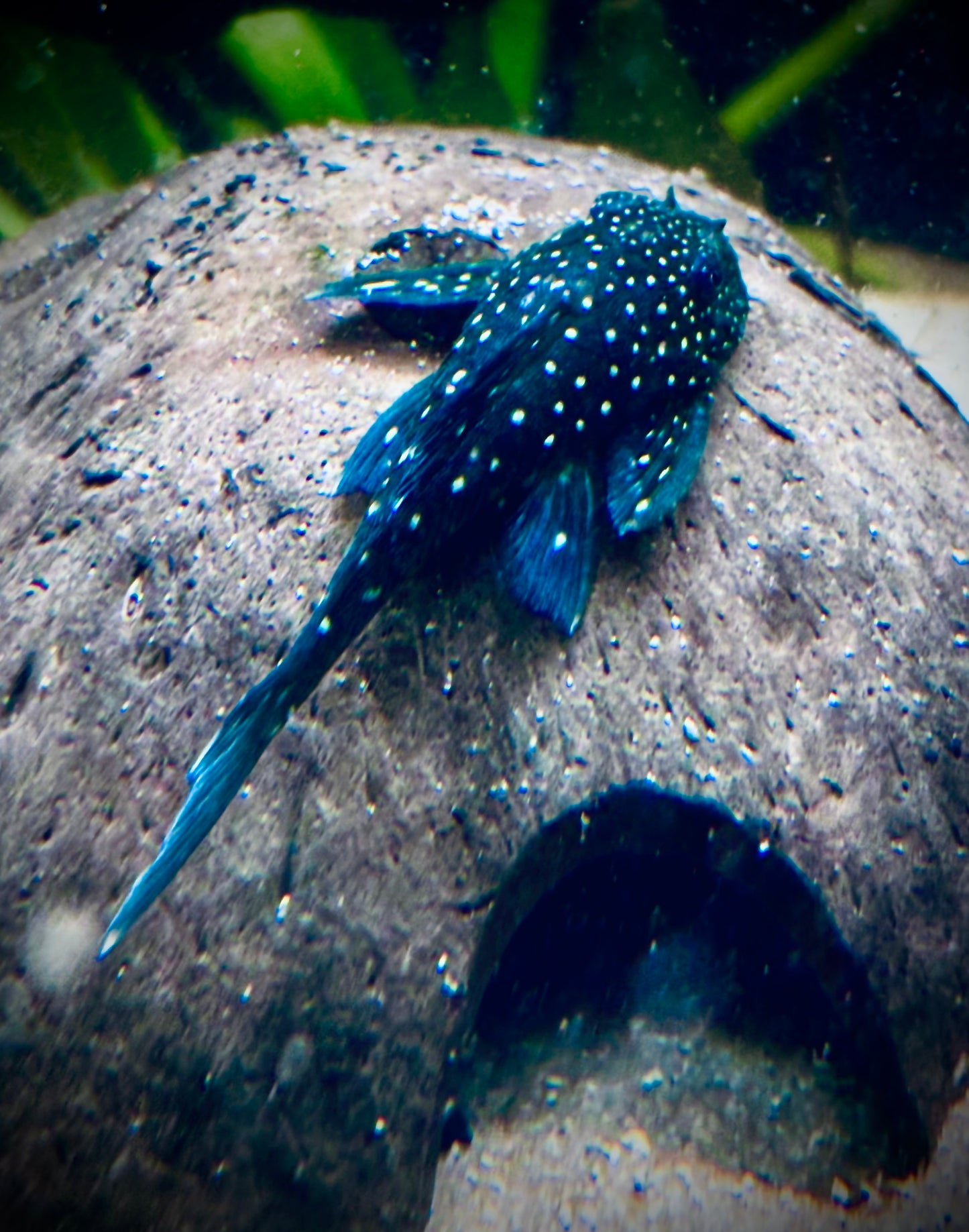 L128 blue phantom pleco