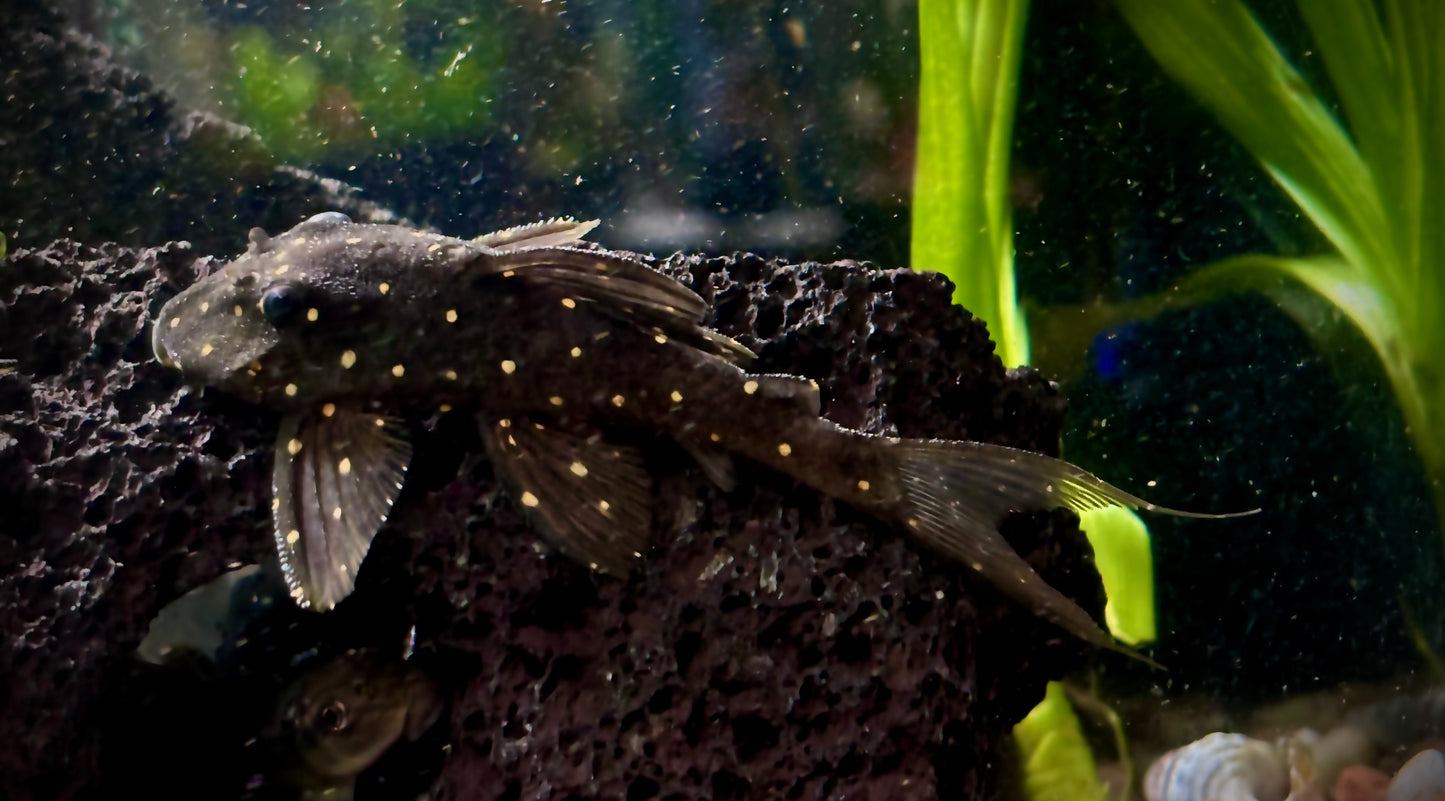 LDA031 orange/mustard spot pleco 10cm