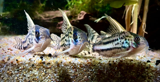 Brochis sp. Super Schwartz Hifin Longnose - Corydoras labrina - CW28