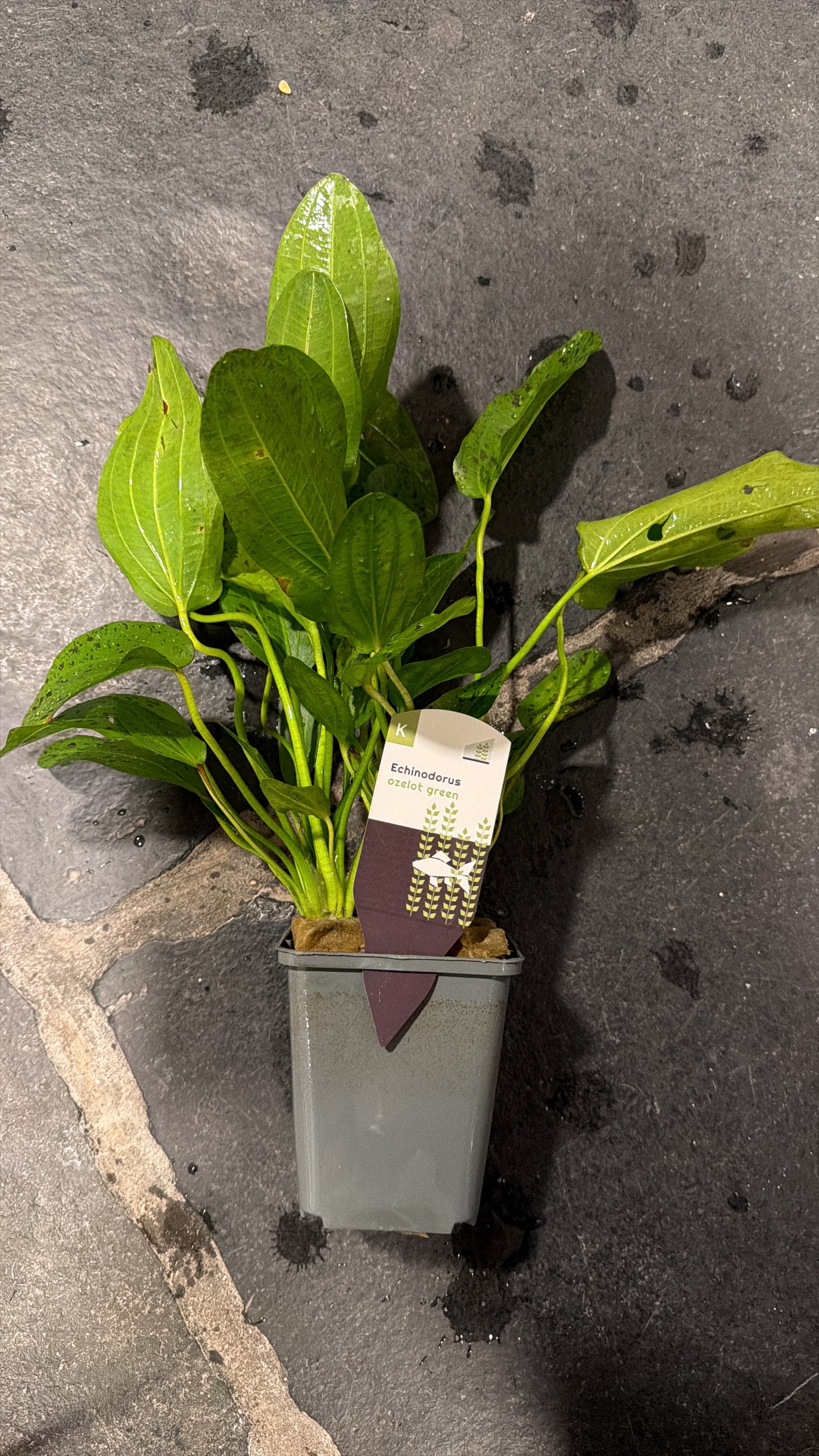 Echinodorus ozelot motherplant XXL potted 25cm