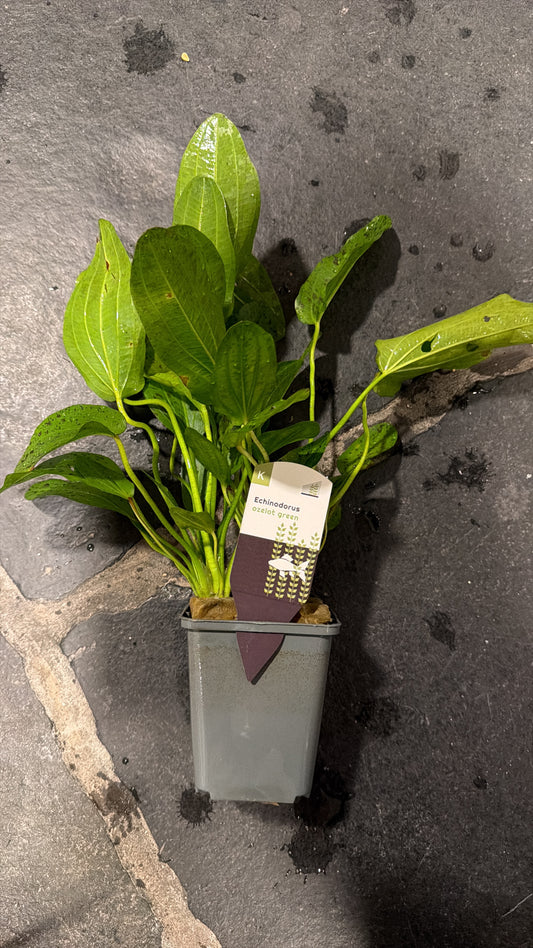 Echinodorus ozelot motherplant XXL potted 25cm