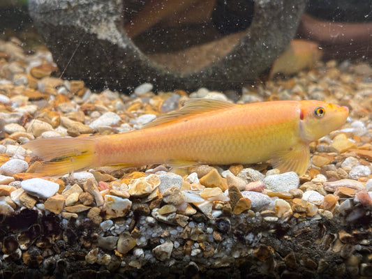Gold Chinese algae eater - Gyrinocheilus aymonieri gold