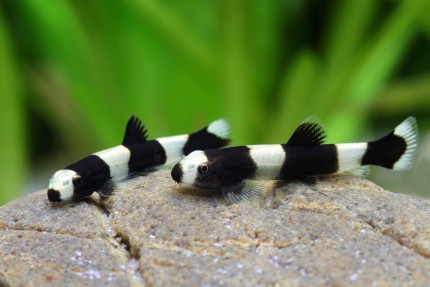 Panda loach - yaoshania pachychilus