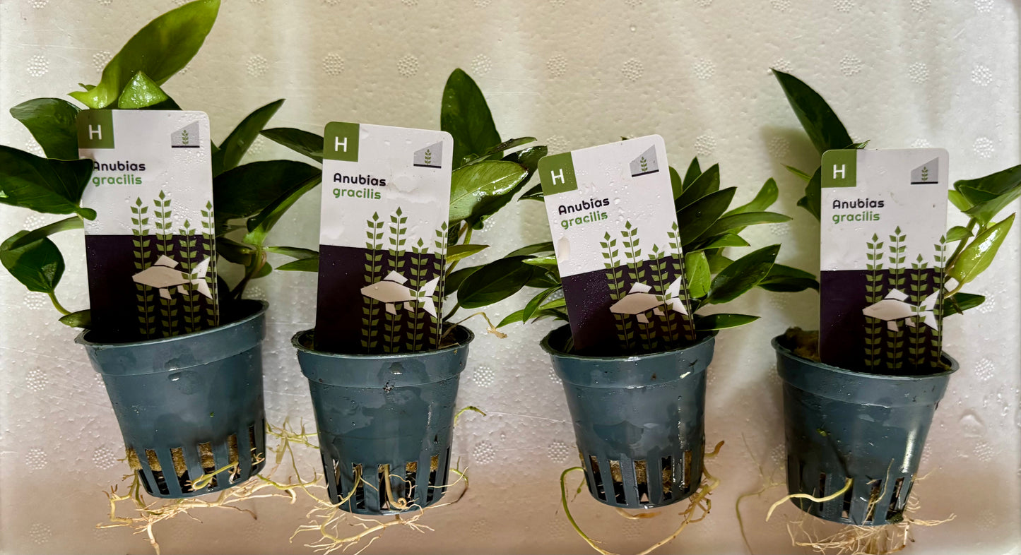 Anubias gracilis potted