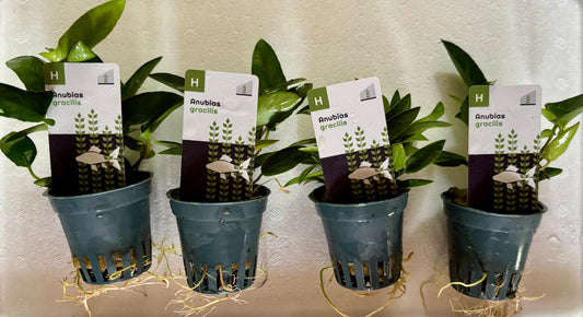 Anubias gracilis potted