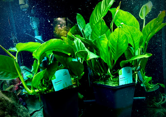 Anubias barteri motherplant XXL