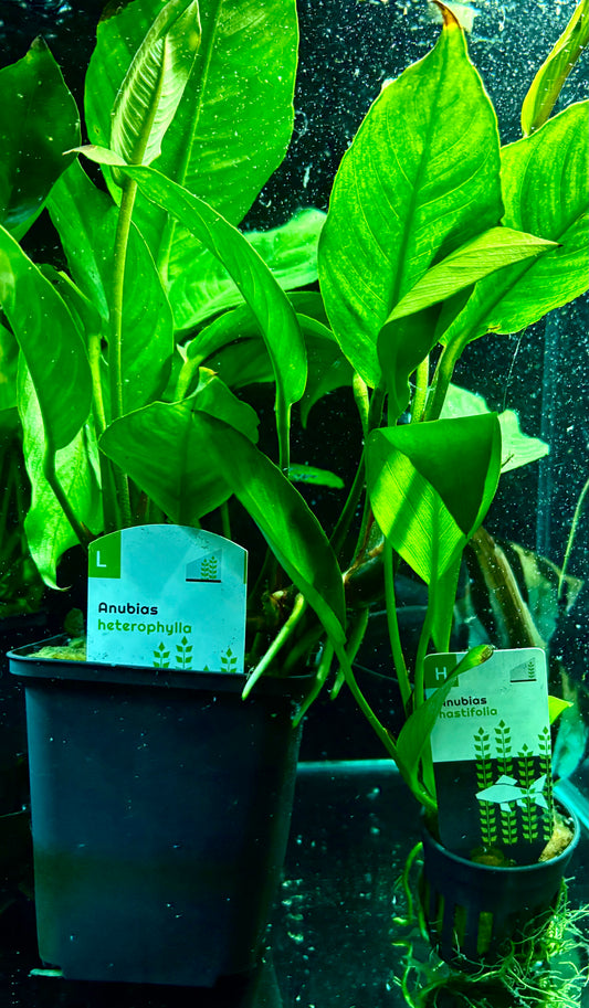 Anubias heterophylla motherplant XXL