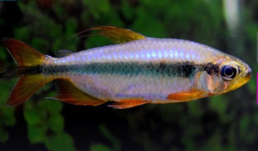 Red cherry Congo Tetra - Alestopetersius brichardi red 5-6cm