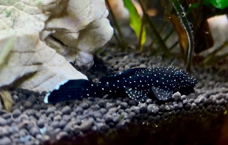 L213 snow spot ancistrus 6-7cm