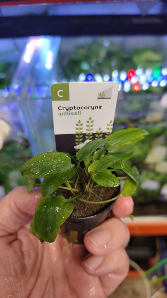 Cryptocoryne willissii potted