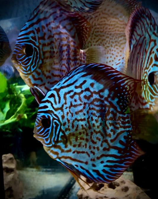 Red mosaic discus - S. aequifasciatus red mosaic