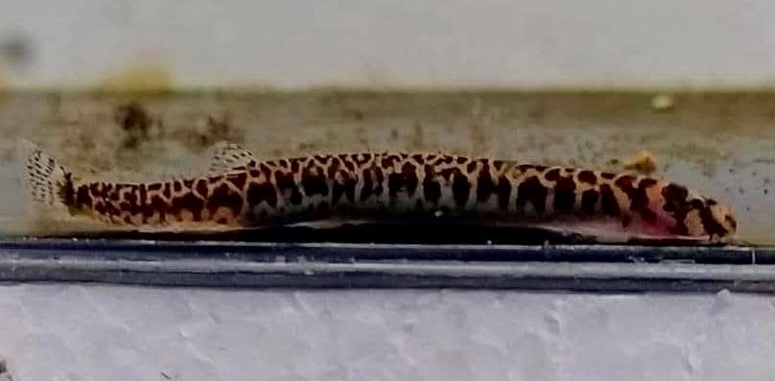 Pangio shelfordii - leopard kuhli loach 5cm