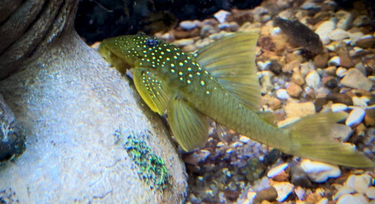 L200 green phantom pleco 6cm