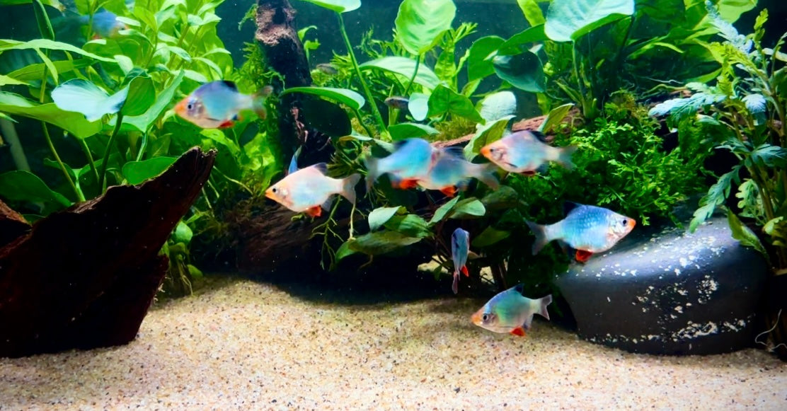 Tiger cobalt barb - Puntigrus tetrazona 'Cobalt'
